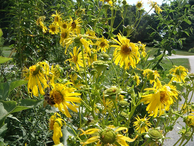 088 Longwood Gardens [2008 August 23].JPG - Longwood Gardens in Pennsylvania